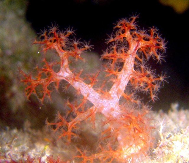 Soft coral (Dendronephtya sp.) Picture