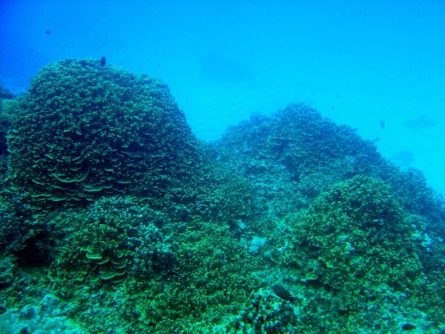 Reef scene Picture