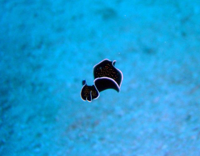 Swimming flatworm (Thysanozoon sp.) Picture
