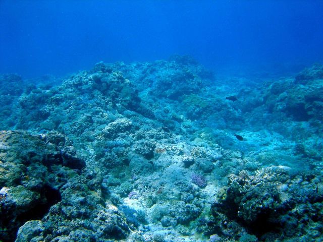 Reef scene Picture