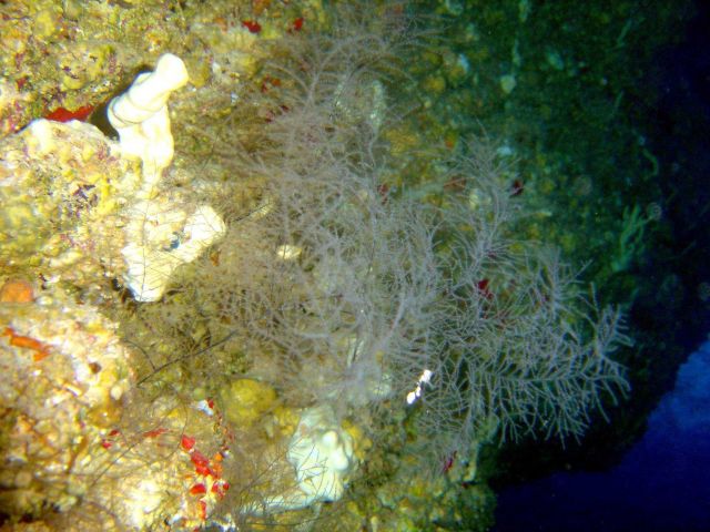 Soft coral. Picture