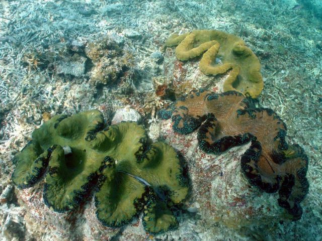 Giant clams (Tridacna sp.) Picture