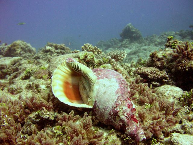 Triton shell. Picture