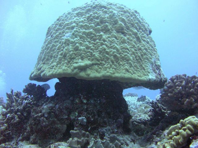 A large coral head Picture