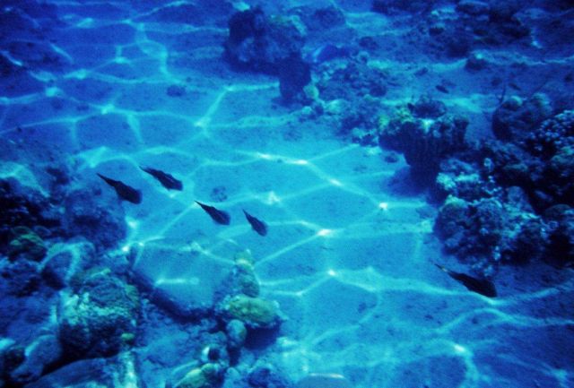 Squid travelling in formation Picture