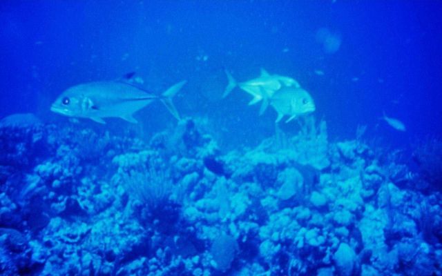 Jack crevalle - Caranx hippos Picture