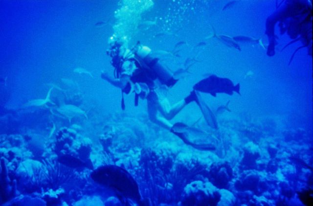 Diver over the reef Picture