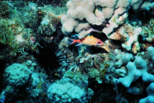 Longjaw squirrelfish (Neoniphon marianus) and large urchin Picture