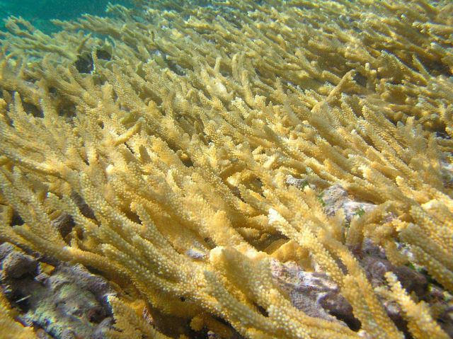 A coral vista Picture