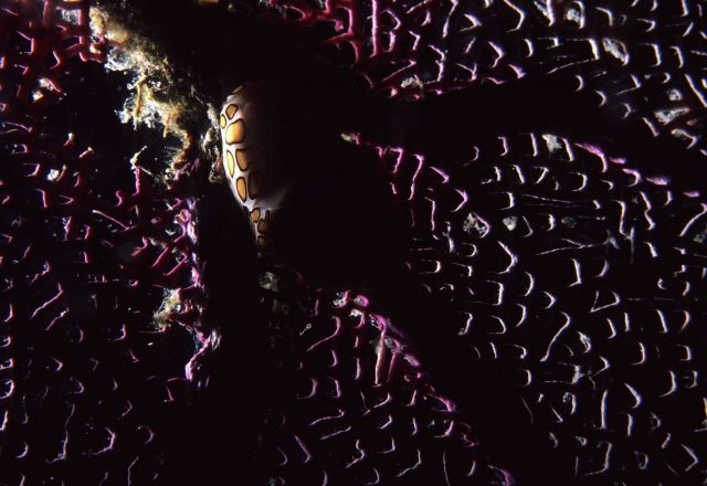 Flamingo tongue (Cyphoma gibbosum) Picture