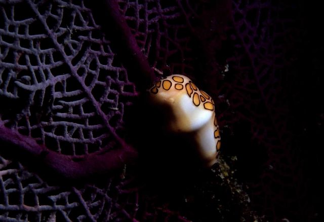 Flamingo tongue (Cyphoma gibbosum) Picture