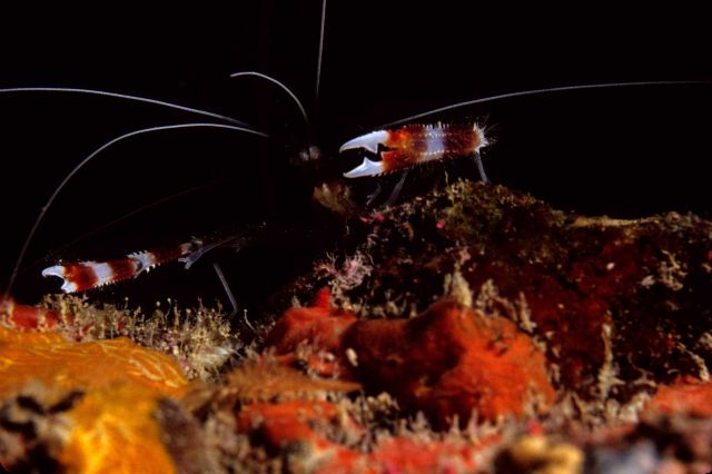 Banded Coral Shrimp (Stenopus hispidus) Picture