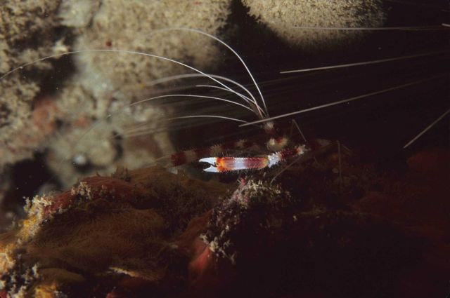 Banded Coral Shrimp (Stenopus hispidus) Picture
