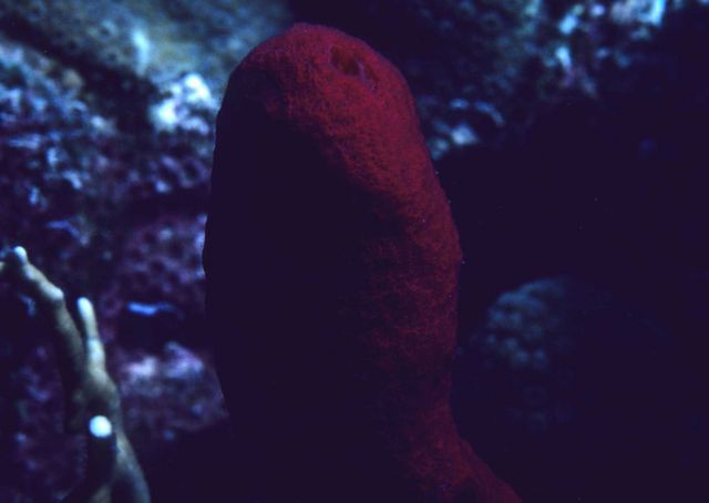 Red sponge Picture