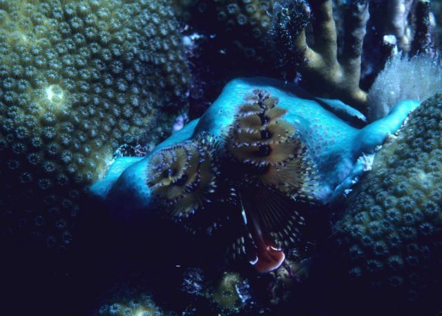 Christmas tree worms (Spirobranchus giganteus) Picture