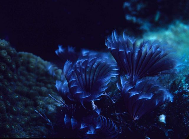 Social Feather Duster Worms (Bispira brunnea) Picture