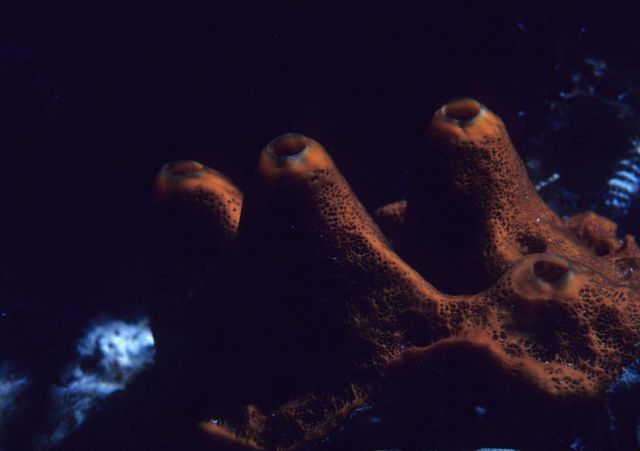 Sponge Picture