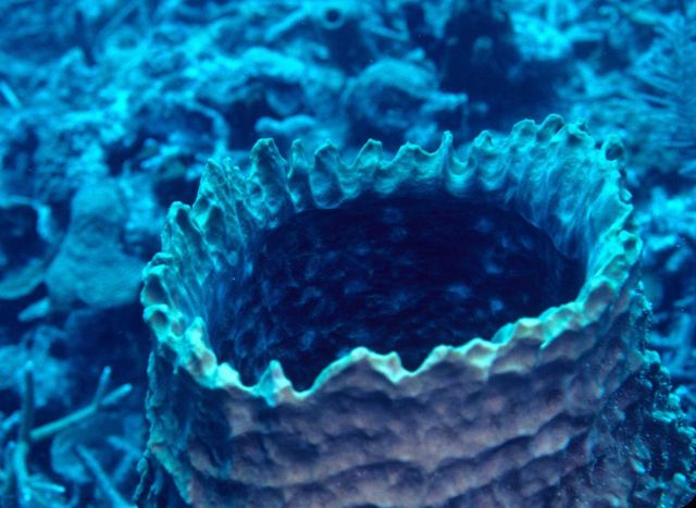 Sponge Picture