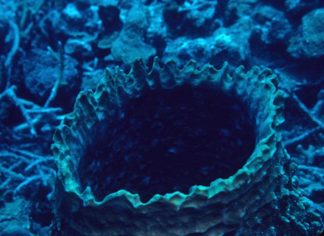 Sponge Picture