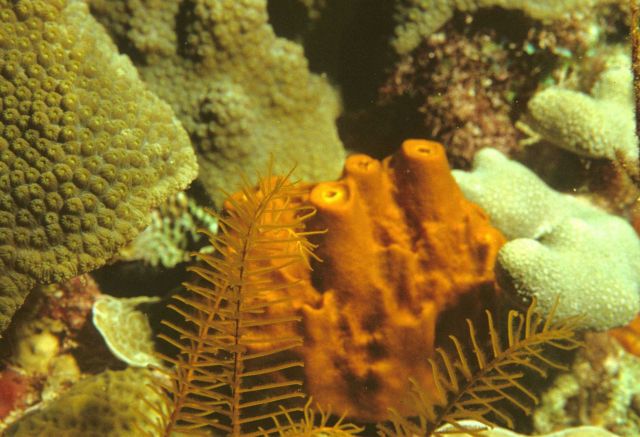 Sponge Picture