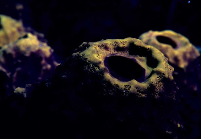 Sponge Picture