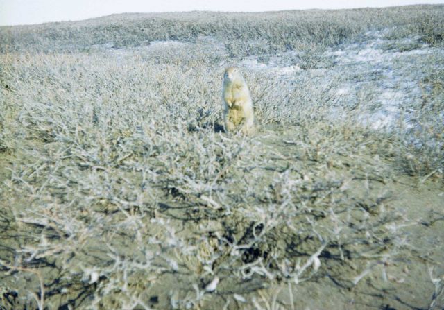A sik-sik, an Arctic ground squirrel. Picture