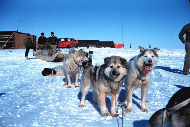 A fine team of sled dogs at Tigvariak Island Picture