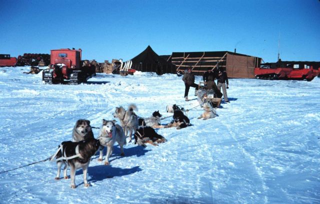 A fine team of sled dogs at Tigvariak Island Picture