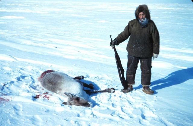 Caribou shot by Eskimo hunter at Leavitt Island Picture