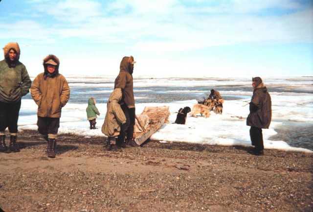 A last trip across the ice by dog sled Picture