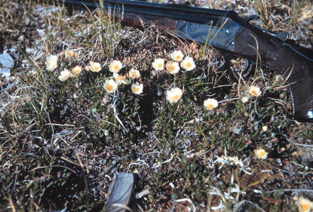 Arctic wildflowers - rifle for scale Picture