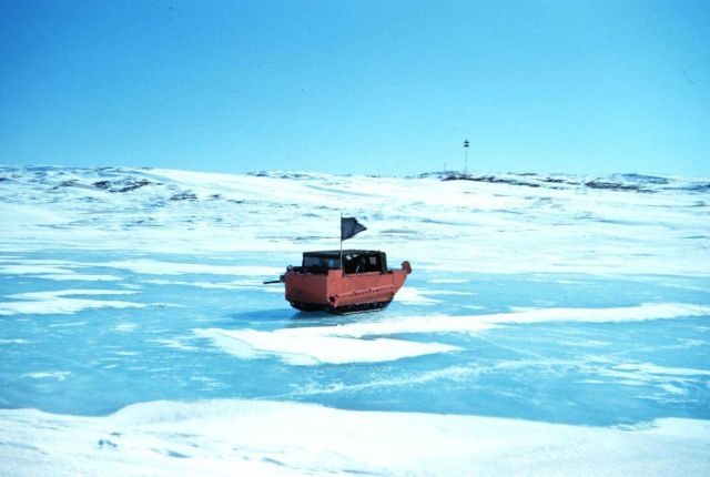Weasel traveling over frozen lake during spring melt period Picture