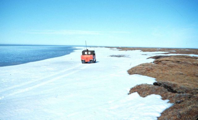 Open water to left, bare tundra to the right Weasel takes path of least resistance over strip of snow Picture