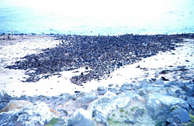 What appears to be a rock-strewn beach is in fact a fur-seal rookery Picture