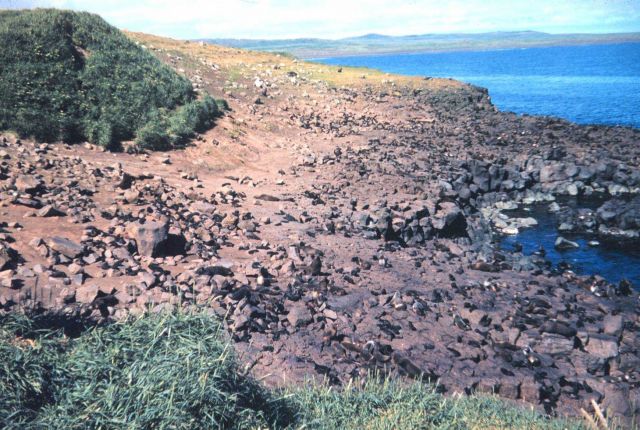 A close look at this rocky shoreline will reveal a great number of seals. Picture