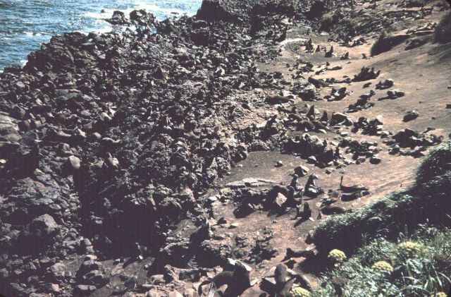 Seals hauled out on a rocky shore Picture