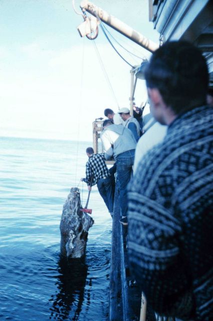 Hauling a dead walrus onto the Bureau of Commercial Fisheries Ship BROWN BEAR. Picture