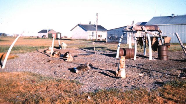 Huskies and whale bones at Point Hope Picture