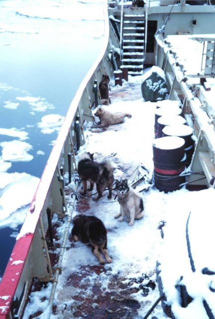 Dogs on deck at British Base F Picture