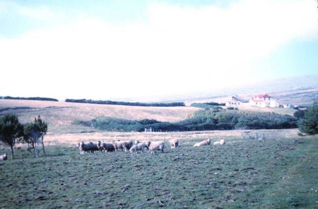 Sheep farming at Hill Cove Picture