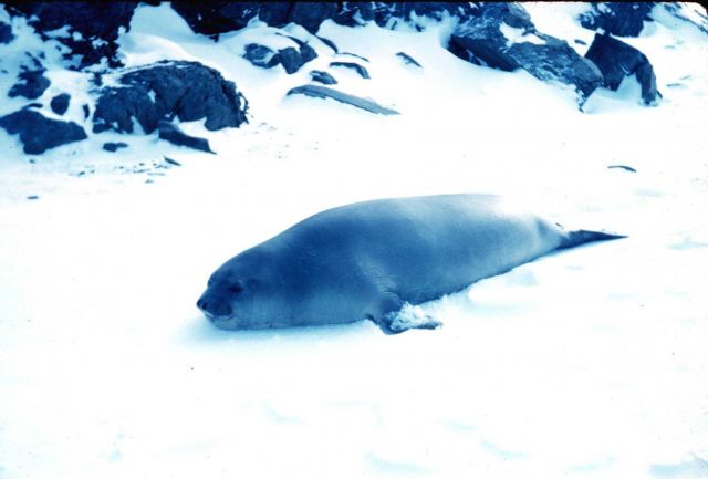 An elephant seal at Admiralty Bay, South Shetland Islands Picture