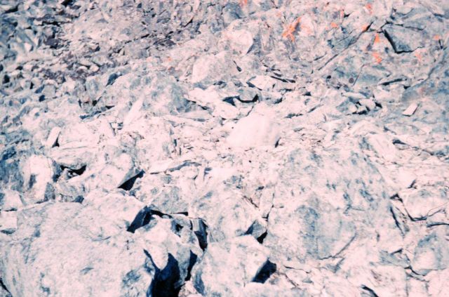 Look hard and you will find a baby giant petrel camouflaged in the rocks Picture