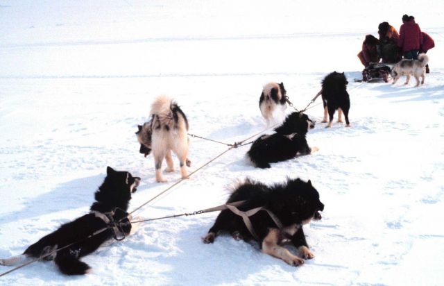 The New Zealanders maintained a dog sled team at the time of this photo Picture