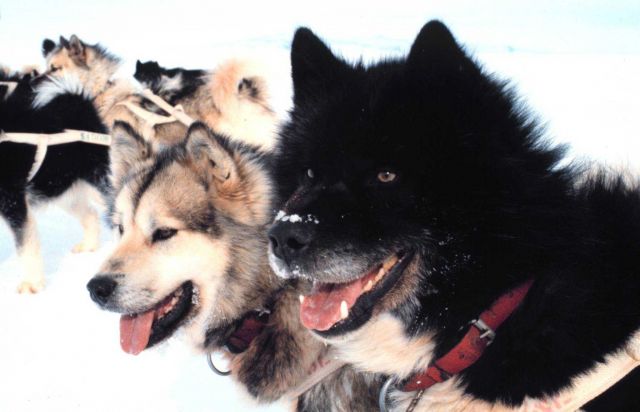 What beautiful dogs! Picture