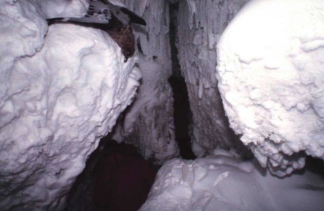 An ice cave with a freeze-dried mummified bird Picture