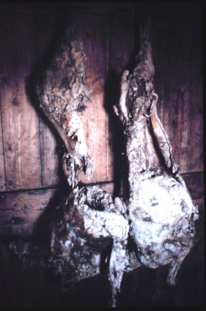 Remains of seventy-year old mutton Hanging on wall of Scott's Hut Point Shelter. Picture