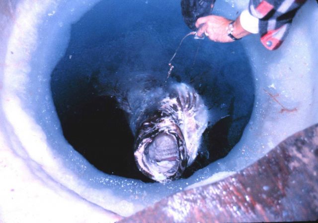 Minnesota ice fishing on McMurdo Sound. Picture
