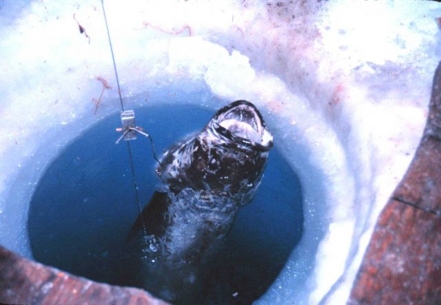 Minnesota ice fishing on McMurdo Sound. Picture