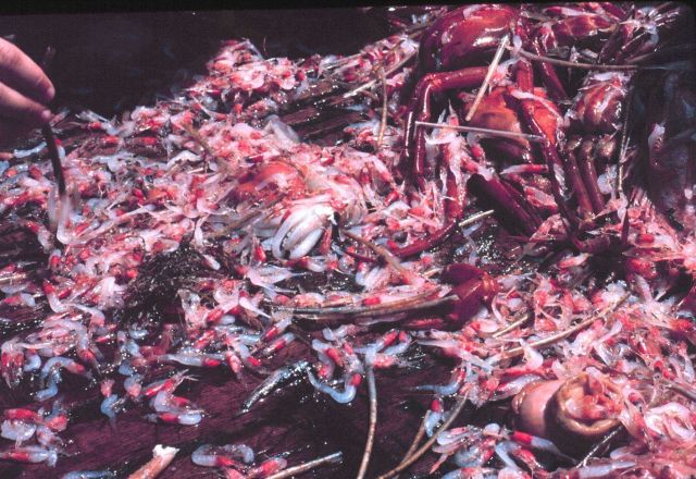 A haul of shrimp, squid, and red crabs on the sorting table. Picture