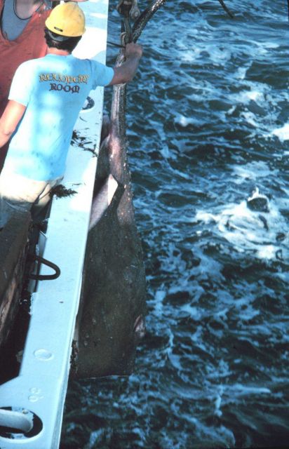 Letting the sting ray go. Picture